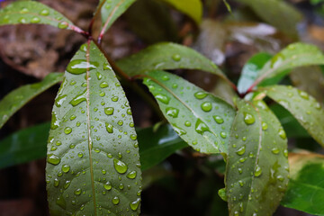 Rain drops on a leaf