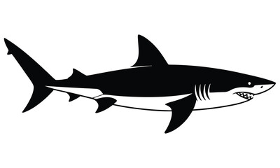shark vector illustration