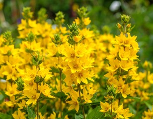 Close-up of vibrant yellow flowers (1)