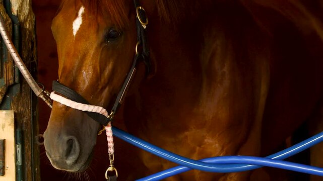 Thoroughbred horse in the stable