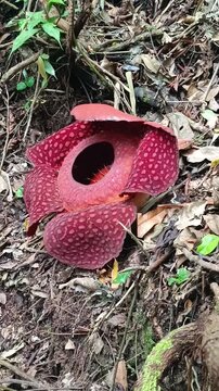 fly agaric raflesia arnoldii