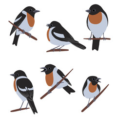 vector drawing birds, stonechats , white-throated bush chat , hand drawn Saxicola, isolated nature design elements