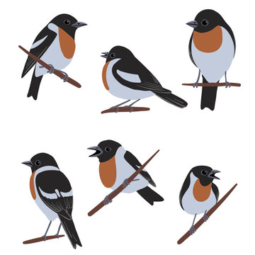 vector drawing birds, stonechats , white-throated bush chat , hand drawn Saxicola, isolated nature design elements