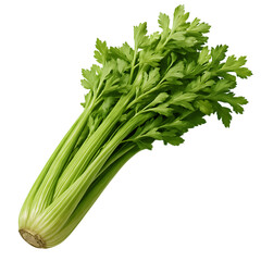 Fresh green celery stalks and leaves isolated on black background healthy food ingredient