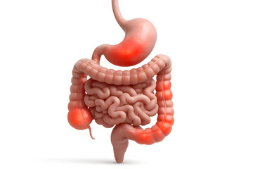 Detailed Human Digestive System Illustration Highlighting Stomach Intestines and Colon