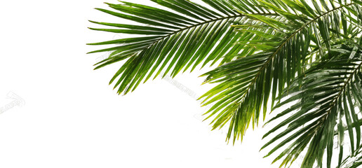 Lush green tropical palm fronds creating a natural frame against a clean white background, ideal for summer themes