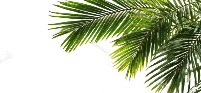 Lush green tropical palm fronds creating a natural frame against a clean white background, ideal for summer themes