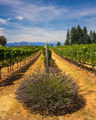 vineyard in Oregon