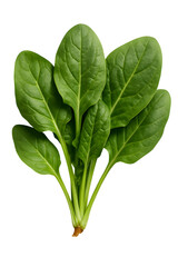 Obraz premium Fresh green spinach leaves healthy eating vegan food vegetable nutrition diet