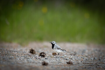 White wagtail (Motacilla alba) standing on the ground in natural surroundings – typical behavior...