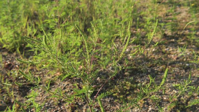 Close-up of green Ambrosia artemisiifolia plant inflorescence 4K video