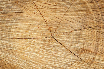 Tree Trunk Cross Section with Growth Rings