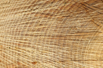 Tree Trunk Cross Section with Growth Rings