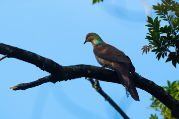 barred cuckoo-dove (Macropygia unchall) perched on a mossy tree branch surrounded by lush green tropical forest foliage. Ideal for use in ecotourism, ornithology publications.