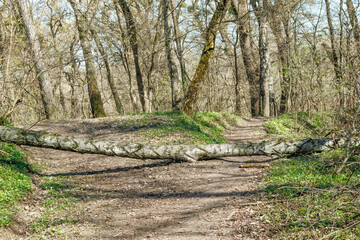 Fallen Tree Blocking Forest Walking Trail
