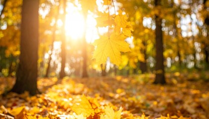 Golden Maple Leaf Backlit by Radiant Sunlight in an Autumn Forest