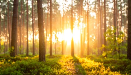 Golden Sunbeams Filter Through a Dreamy, Blurred Pine Forest