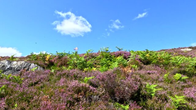 Dragonfly Flies Over Highland Midge Habitat in Scotland