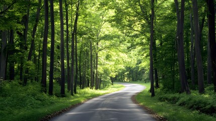 Winding Road Through Lush Green Forest Canopy Sunlight Dappled Path