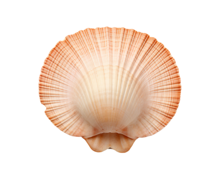 scallops