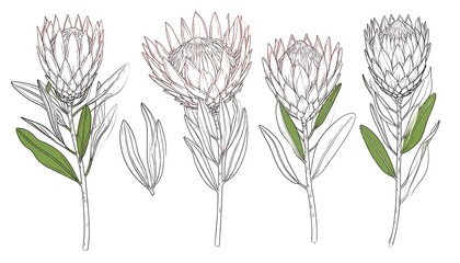 Protea flower illustrations with botanical art.