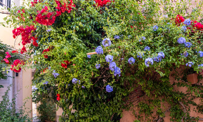 Red bougainvillea and blue plumbago flowers on a wall, traditional architecture buildings, Corfu island, Greece