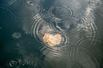 Dry leaf floating on a pond with ripples creating a serene pattern on the water surface
