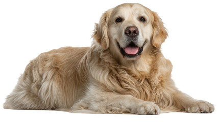 A beautiful Golden Retriever dog with a fluffy coat lying down and looking at the camera with a happy panting expression.
