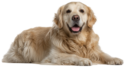 A beautiful Golden Retriever dog with a fluffy coat lying down and looking at the camera with a happy panting expression.