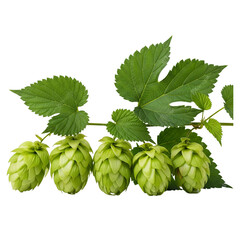 Fresh Green Hops for Brewing and Gardening
