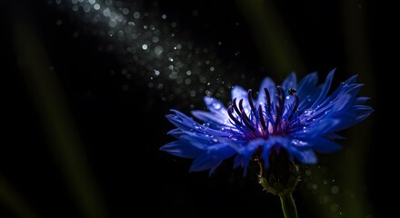 Obraz premium Vibrant blue cornflower illuminated against a dark backdrop