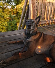 Belgian Malinois dog resting on a wooden deck with sunligh filtering through trees