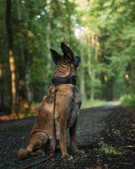 Belgian Malinois dog sits attentively on a forest path, surrounded by lush greenery
