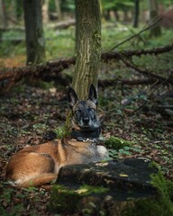 Belgian Malinois dog resting in a serene forest setting, surrounded by trees and foliage