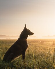 Silhouette of a Belgian Malinois dog sitting in a field at sunrise, with a misty background