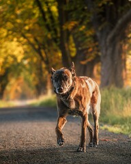 Belgian Malinois dog walking on a gravel path surrounded by lush greenery and trees