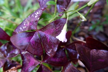 Close-up of purple flower of Oxalis triangularis after rain.