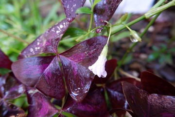 Close-up of purple flower of Oxalis triangularis after rain.