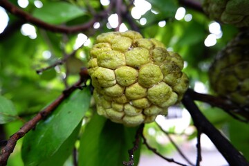 Close-up of Custard Apple hanging from the tree after the rain.