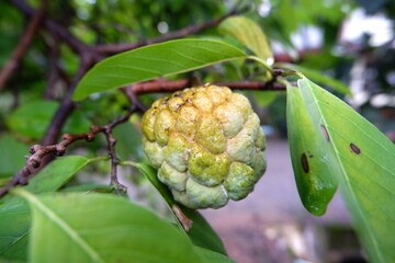 Close-up of Custard Apple hanging from the tree after the rain.