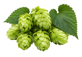 Obraz premium Fresh Green Hops for Brewing and Gardening