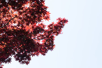 Red maple leaves grow on the tree. 