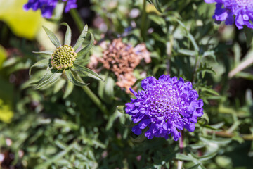 A pincushion flower quietly blooming among the garden flowers. warm sunshine - Scabiosa