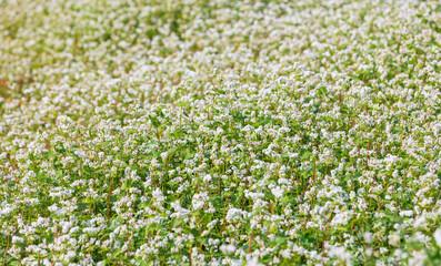 Fototapeta premium A field of buckwheat in full bloom. fagopyrum esculentum
