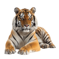 Fototapeta premium Tiger lying down on a black background