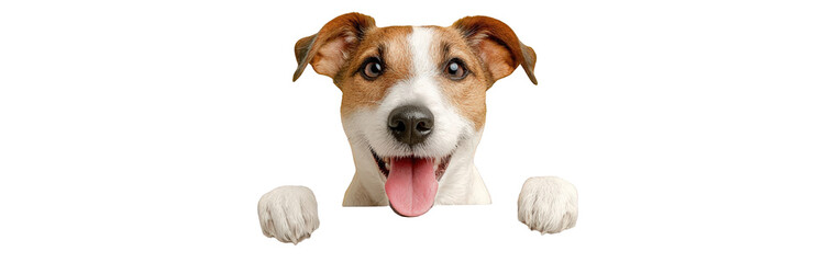 Happy Jack Russell Terrier dog with brown and white fur peeking with its paws up.