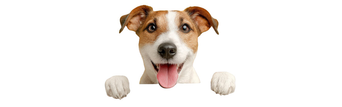 Happy Jack Russell Terrier dog with brown and white fur peeking with its paws up.