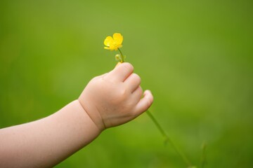 Child s hand holding a single yellow wildflower in a green field