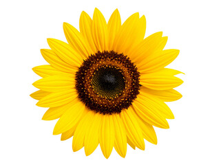 Fototapeta premium Sunflower Bloom Isolated on Transparent Background – High Detail Realistic Vector Illustration