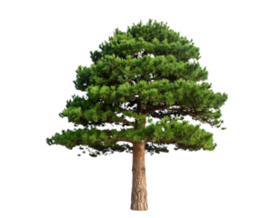 Tall Pine Tree Isolated on Transparent Background – Realistic Texture High Detail Vector Illustration